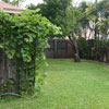 Large backyard in the Watauga house for rent. The back fence was replaced in 2005.